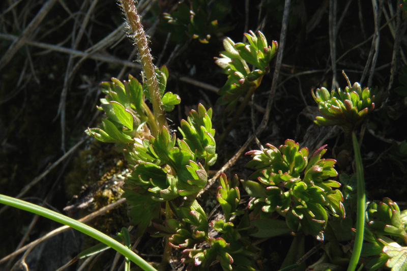 Pulsatilla alpina subsp. millefoliata